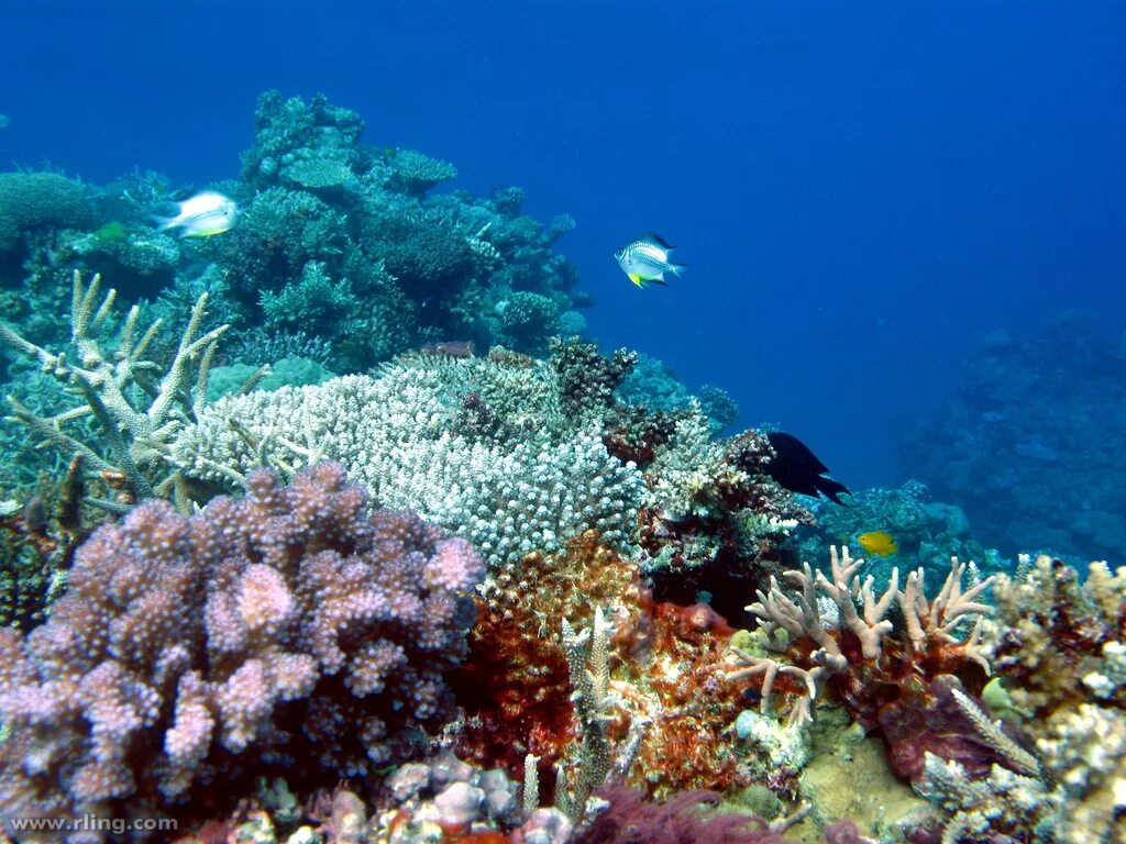 Древние коралловые рифы. The great Barrier Reef. Большой Барьерный риф биоценоз. Древний коралловый риф. Древние кораллы.