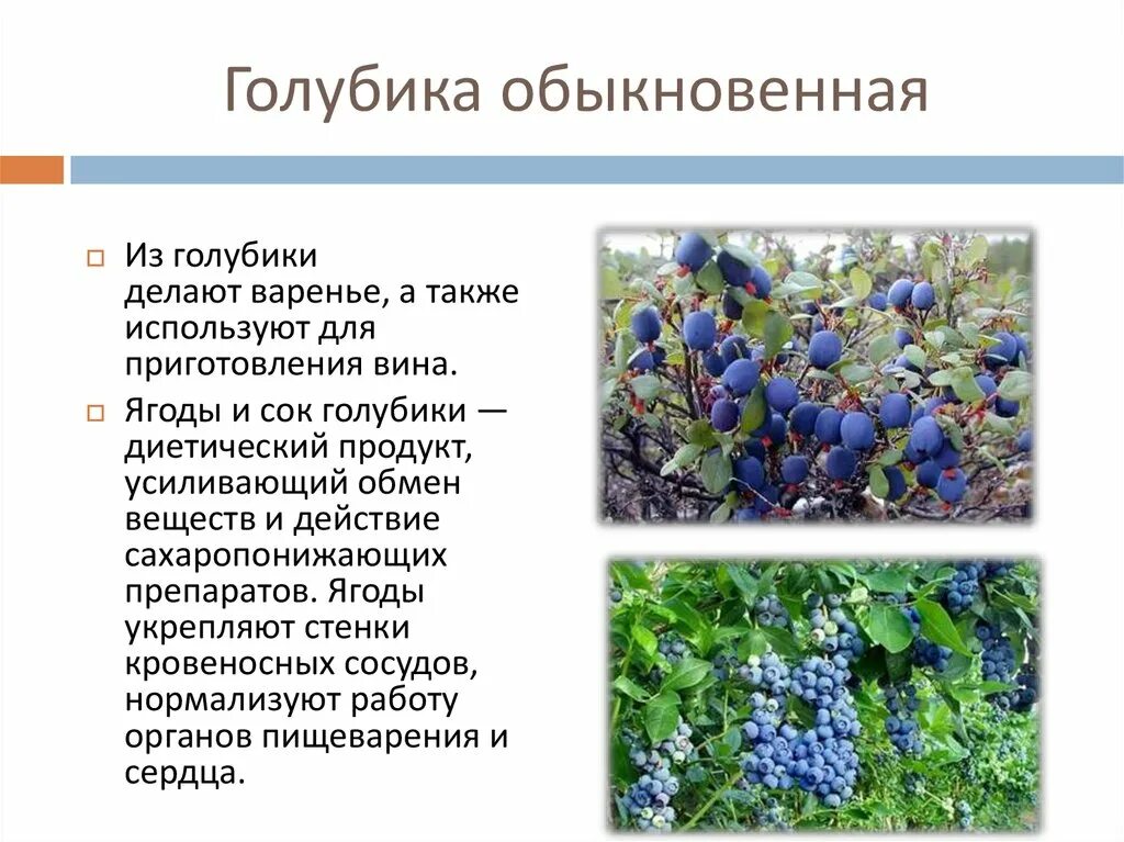 Голубика лекарственное растение. Голубика описание ягоды. Информация о голубике. Лекарственные растения леса голубика.