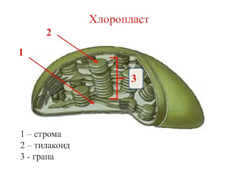 Хлоропласт заполнен. Хлоропласты Строма тилакоиды граны. Тилакоиды стромы хлоропласта. Строение хлоропласта Строма. Тилакоиды Гран хлоропласта.