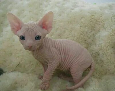 Котенок сфинкса 1 месяц