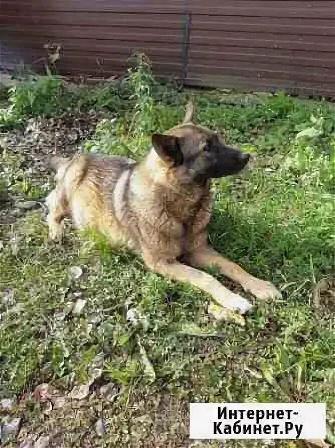 Авито березники собаки. Собаки березники. Собаки березники. Собаки березники. Кавказская овчарка против хаски.