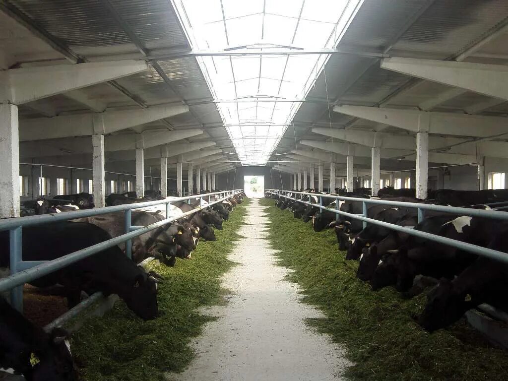 Воздух животноводческих помещений. Помещение для КРС. Современные фермы для коров. Современный коровник. Вентиляция в коровнике.