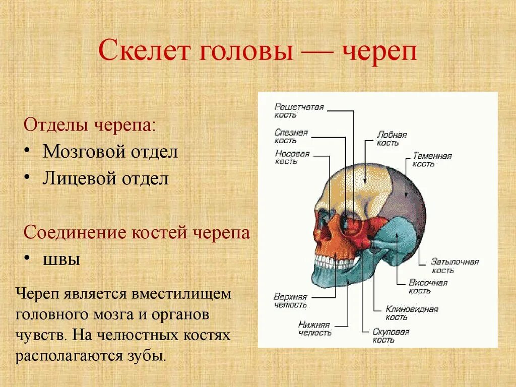 Мозговой отдел черепа кости соединение. Строение черепа человека мозговой и лицевой отделы. Кости черепа мозговой отдел и лицевой отдел. Соединение костей мозгового отдела черепа. Скелет человека мозговой отдел черепа.