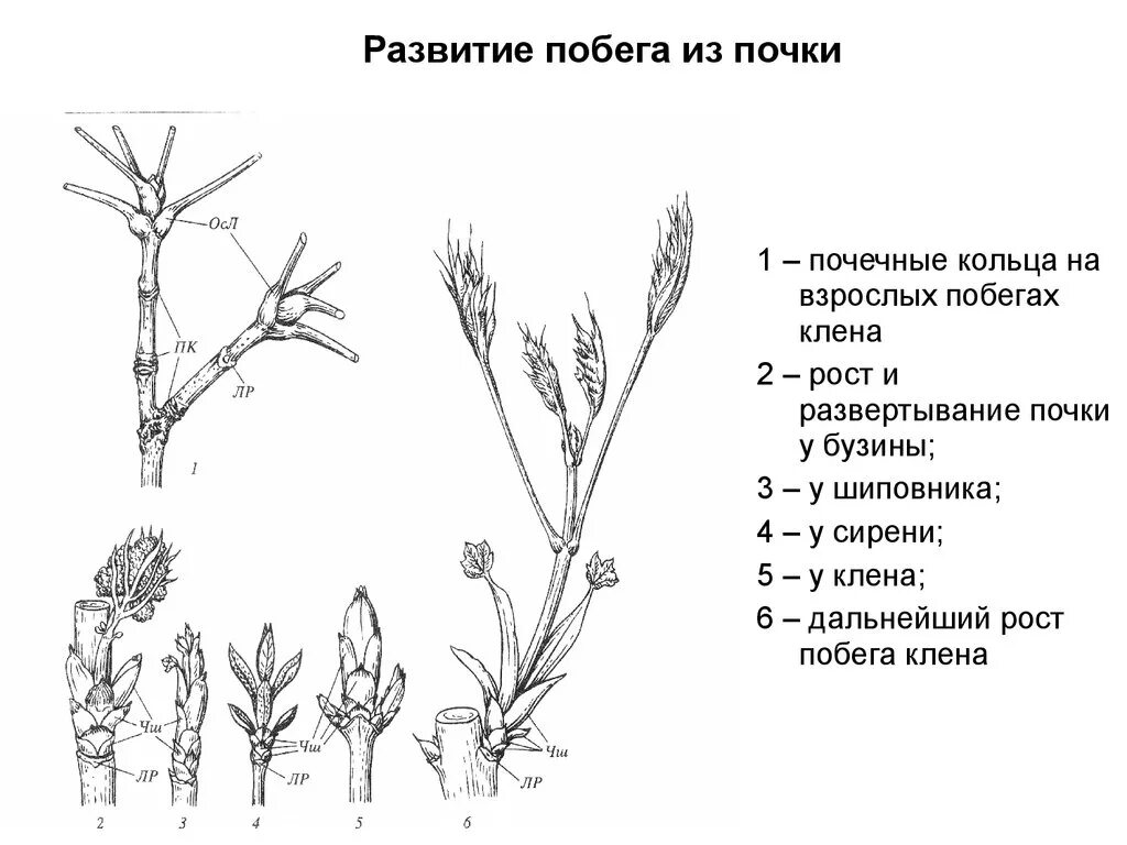 Побег вырастающий из почки. Схема развития побега. Схема побега сирени. Развертывание почек растения. Схема роста побега.