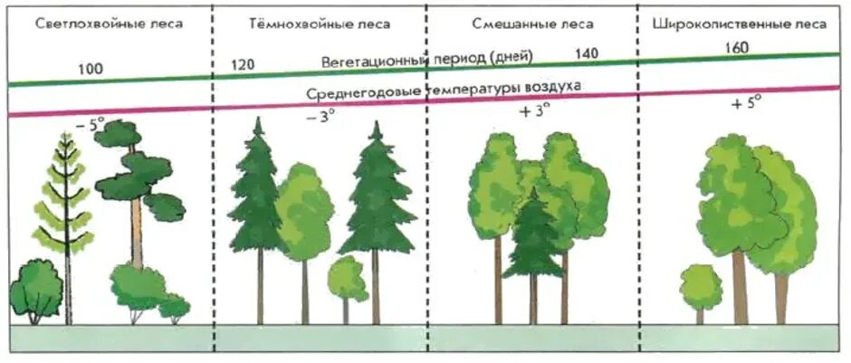 Различие леса. Схема Тайга смешанный лес широколиственный лес. Схемы различия тайги смешанного и широколиственного леса. Схемы тайги смешанного леса и широколиственного леса. Схема тайги смешанного и широколиственного лесов.