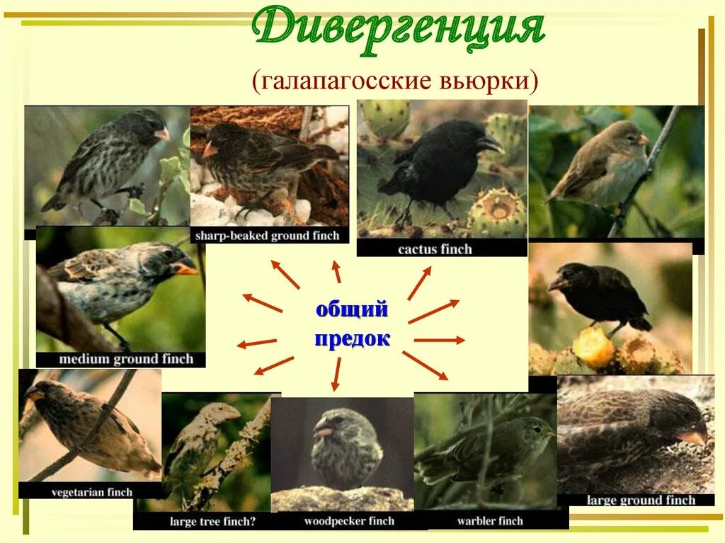 Термин дивергенция. Галапагосские вьюрки форма естественного отбора. галапагосские вьюрки дивергенция. примеры дивергенции в биологии. дивергенция вьюрки.