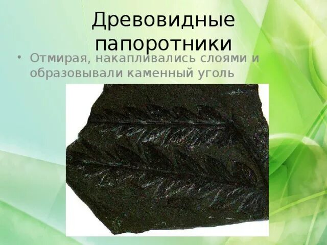 Каменный уголь папоротники. Уголь из папоротника. Каменный уголь из папоротников. Семенные папоротники. Отпечатки растений на пластах каменного угля