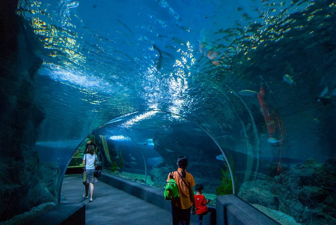 Открытие самого большого океанариума. Аквариум Siam Ocean World в Бангкоке. Сиам парагон океанариум. Океанариум Underwater World Pattaya. Ocean Word океанариум в Бангкоке.