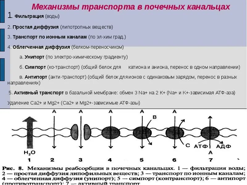 Диффузия с помощью переносчика. Облегченная диффузия унипорт. транспорт веществ в почках. обменная диффузия.