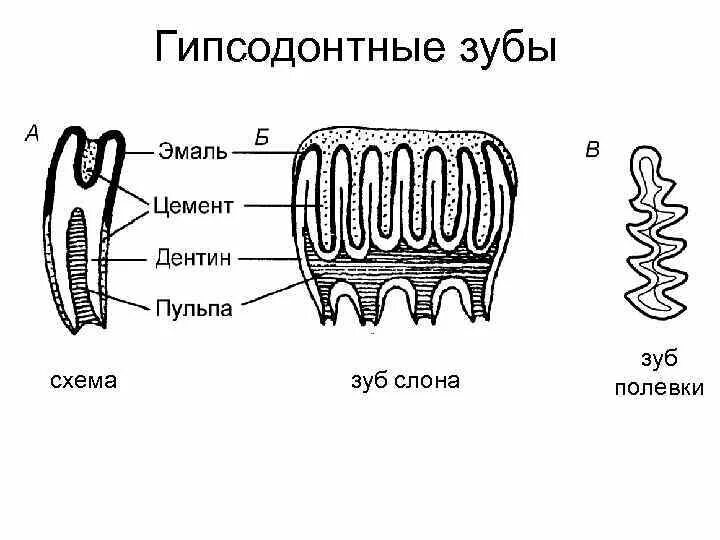 Какую функцию выполняют коренные зубы млекопитающих. Строение зуба млекопитающих схема. зубы млекопитающих.