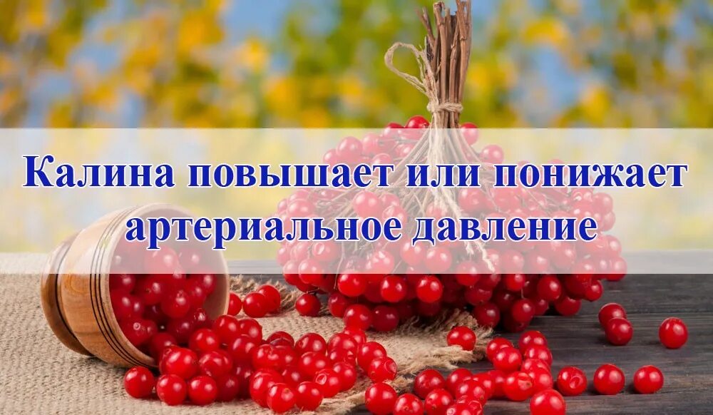 Поднимает или понижает давление. Калина красная ягода от давления. Калина снижают артериальное давление. Калина для понижения давления. Калина повышает давление.