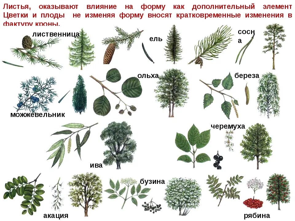 Древесные растения определение. Листья деревьев с названиями. Лиственные деревья. Деревья средней полосы. Лиственные деревья названия.