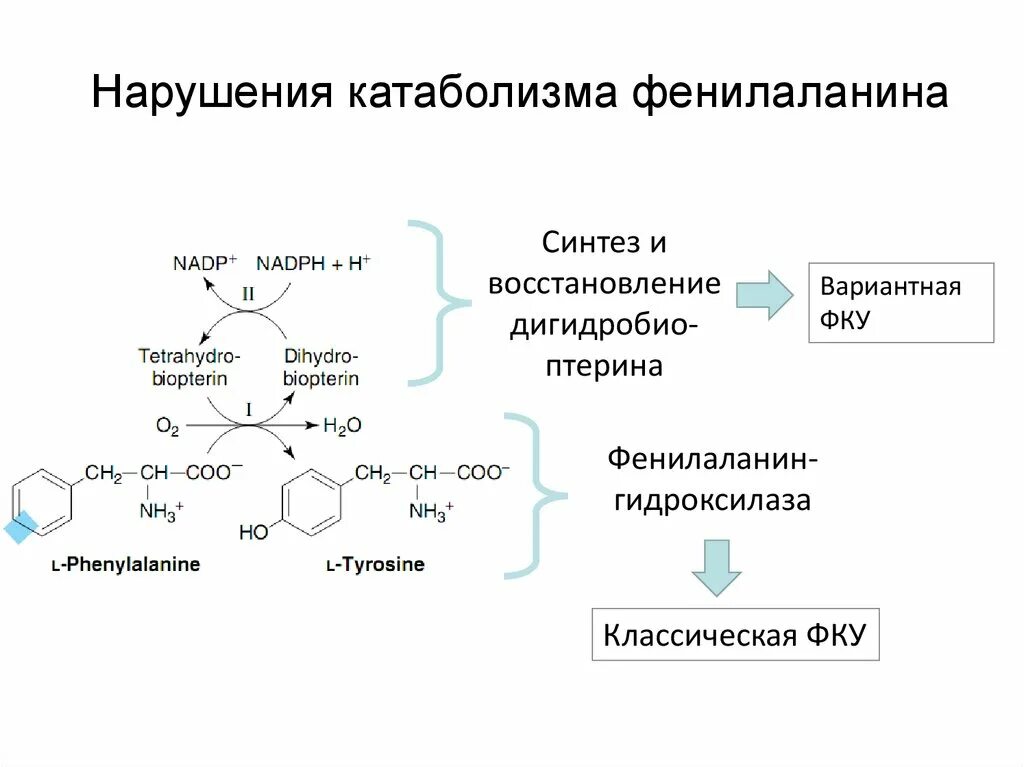 Фенилаланин биохимия. Процесс альтернативного пути катаболизма фенилаланина и тирозина. Процесс основного пути катаболизма фенилаланина. Цикл фенилаланина. Нарушение катаболизма аминокислот лейциноз.