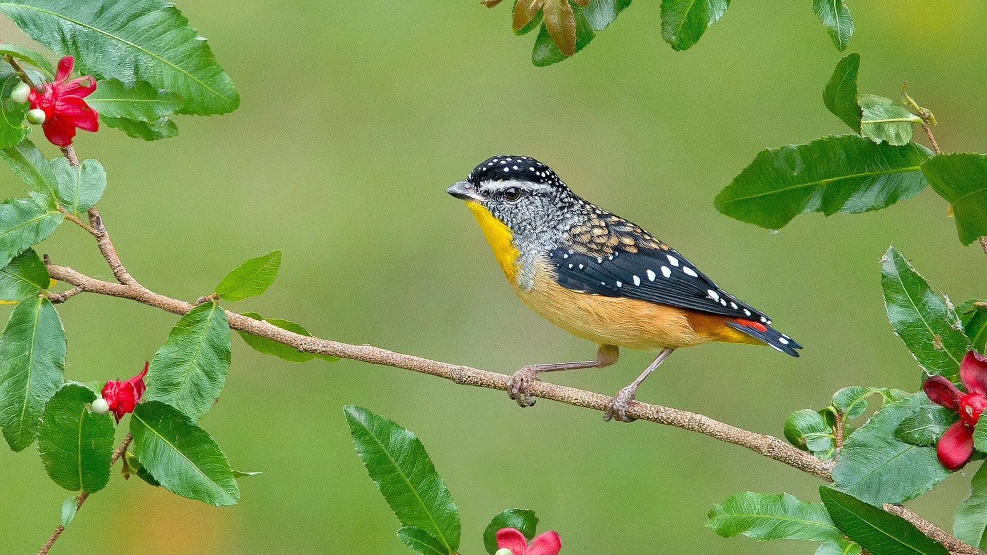 Птичка на д. Леопардовая Радужная птица / spotted Pardalote (Pardalotus punctatus). Птица spotted Pardalote. Птичка на ветке. Сетка для птиц.