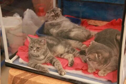Выставка кошек нижний новгород 2024