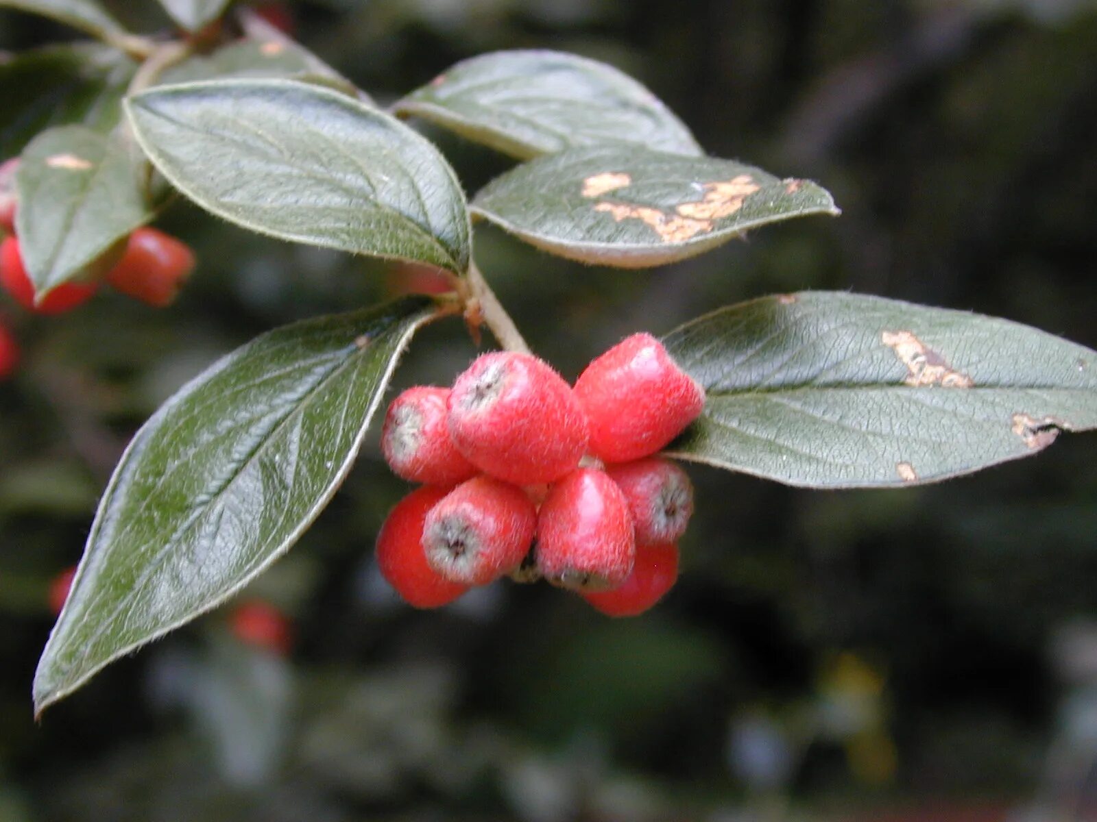 Кизильник съедобный. Кизильник Cotoneaster lucidus. Кизильник Франчетти. Кизильник алаунский. Кизильник черноплодный Cotoneaster melanocarpus.