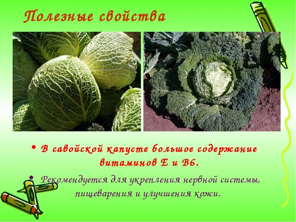 Какого витамина больше всего в капусте. Полезные свойства капусты. Полезные качества капусты. Капуста полезные вещества. Полезные свойства капусты белокочанной.