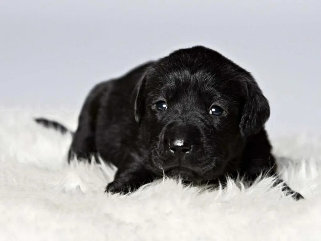 Имена черных щенков. Лабрадор черный щенок. Маленький щеночек чёрная лабрадора. Самые красивые щенки черного цвета. Щенятатемные к.