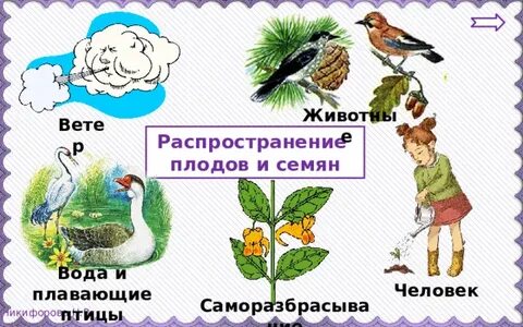 Окружающий мир 3 класс тема размножение