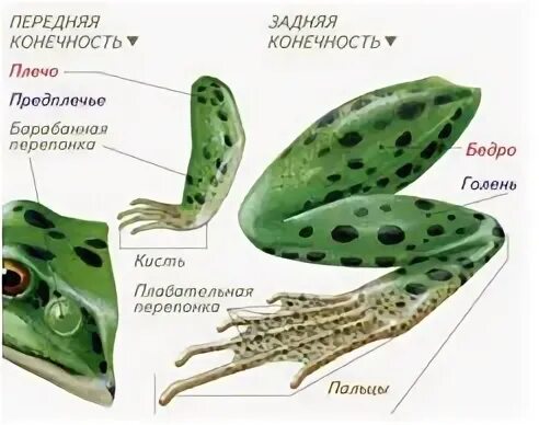 Сравните длину передних и задних конечностей лягушки. Части тела лягушки. части тела лягушки 7 класс. рассмотри рисунок и подпиши основные части тела лягушки. рассмотрим передние и задние конечности лягушки.