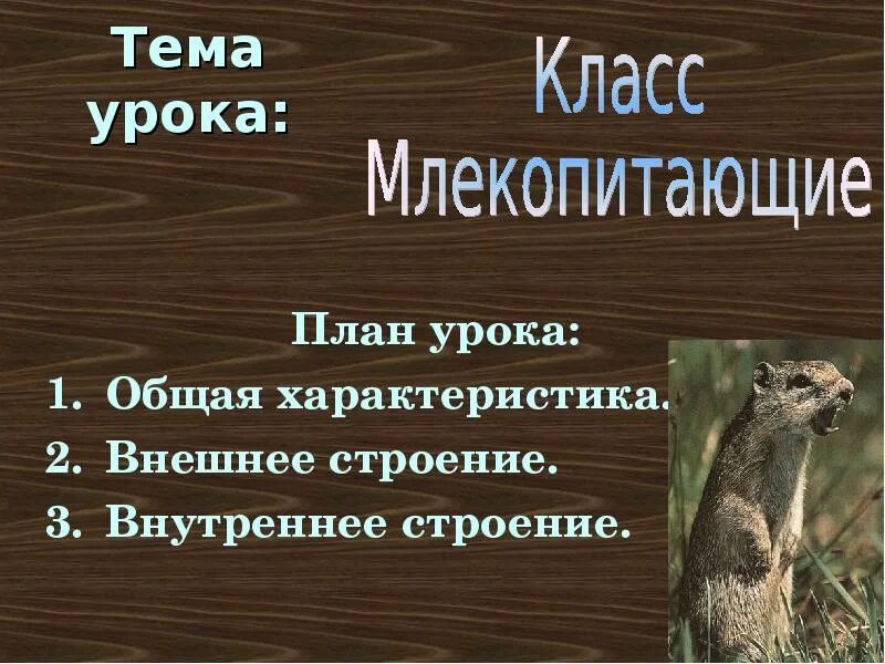 Млекопитающие урок 7 класс. Класс млекопитающие. Класс млекопитающие общая характеристика. Характеристика млекопитающих. План млекопитающие.