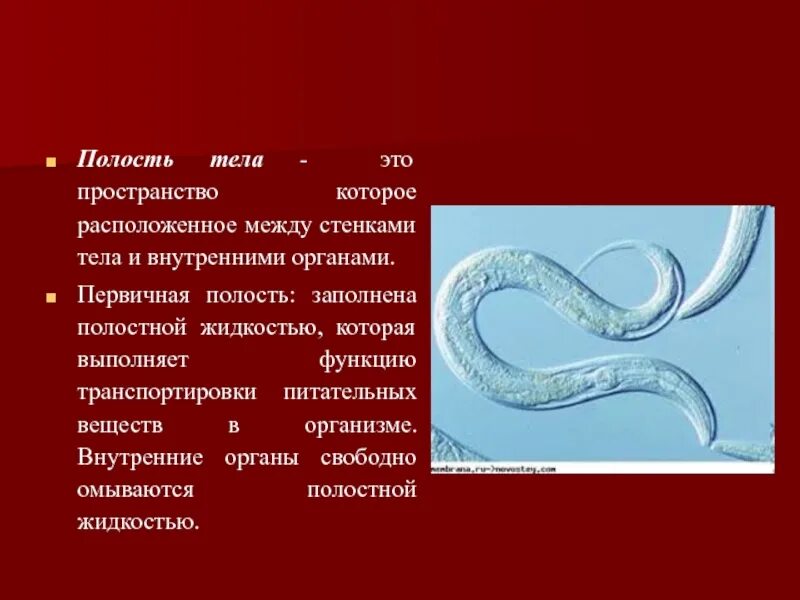 Животные имеющие первичную полость. Способы передвижения полости тела. первичная полость полости тела. способы передвижения животных полости тела. эволюция полостей тела беспозвоночных.