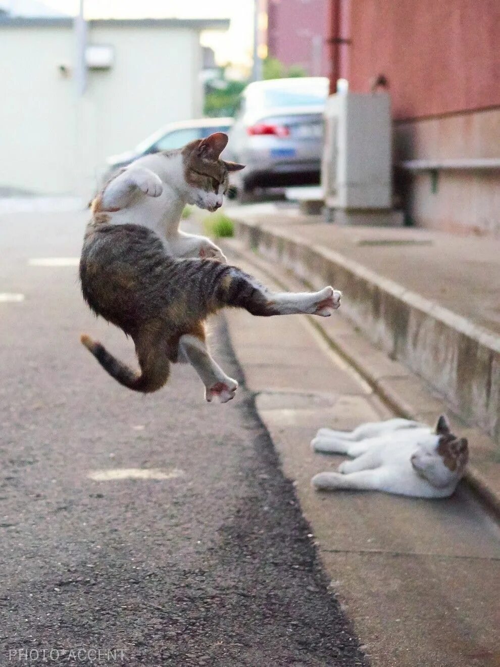 Кунг фу кот. Коты дерутся. кот драчун. коты воюют.