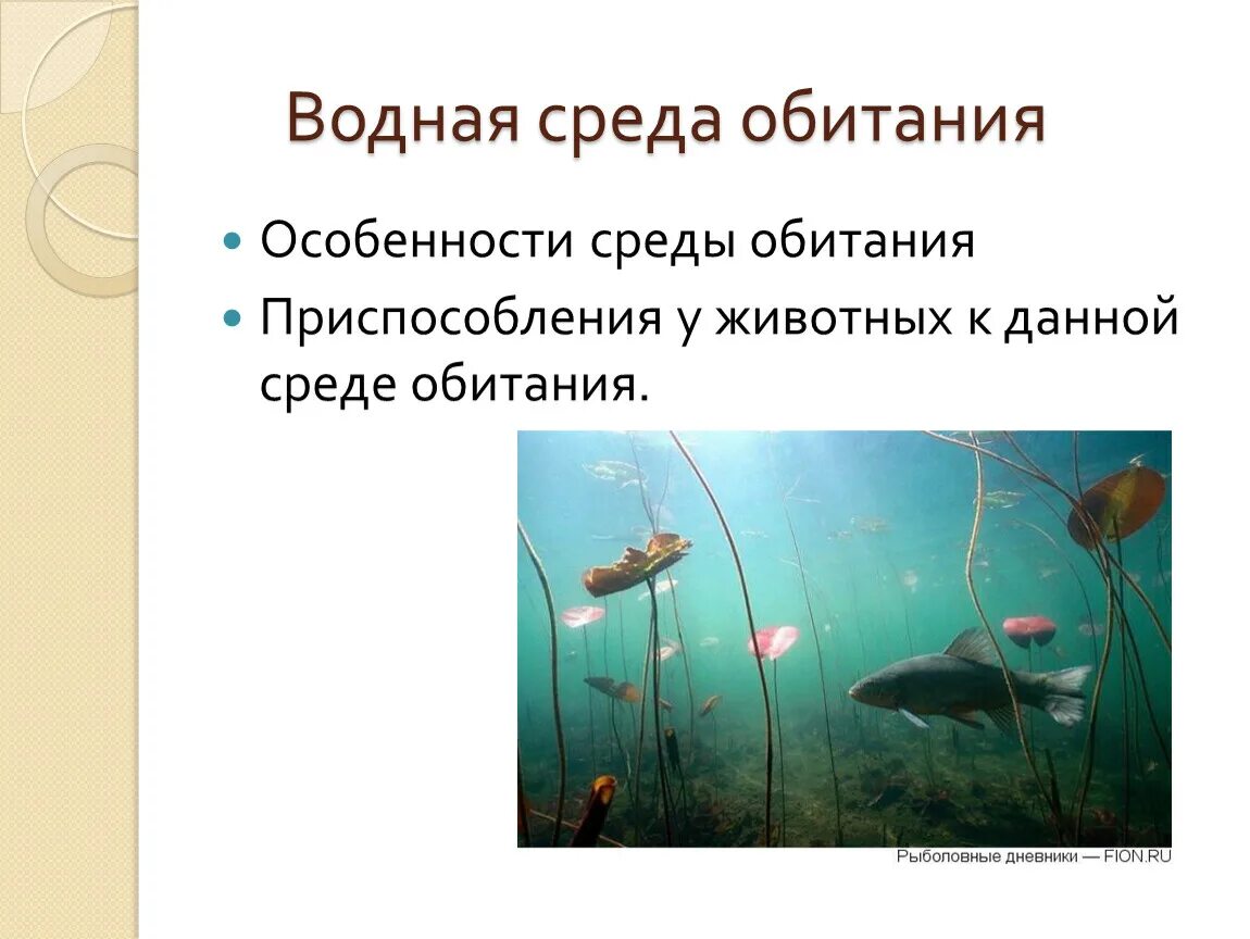 Водная среда обитания вывод. Особенности водной среды. Обитатели водной среды обитания. Водная среда особенности среды. Водная среда обитания особенности среды.