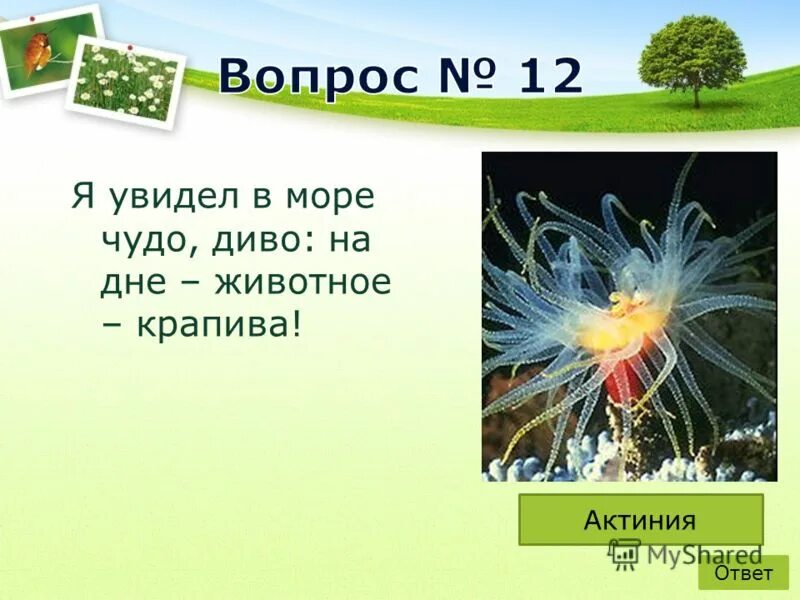 чудо диво удивить зелень. стабилизированный мох фитокартина. укроп петрушка кинза. зелень зелеборус винтербелс. роса на листьях.