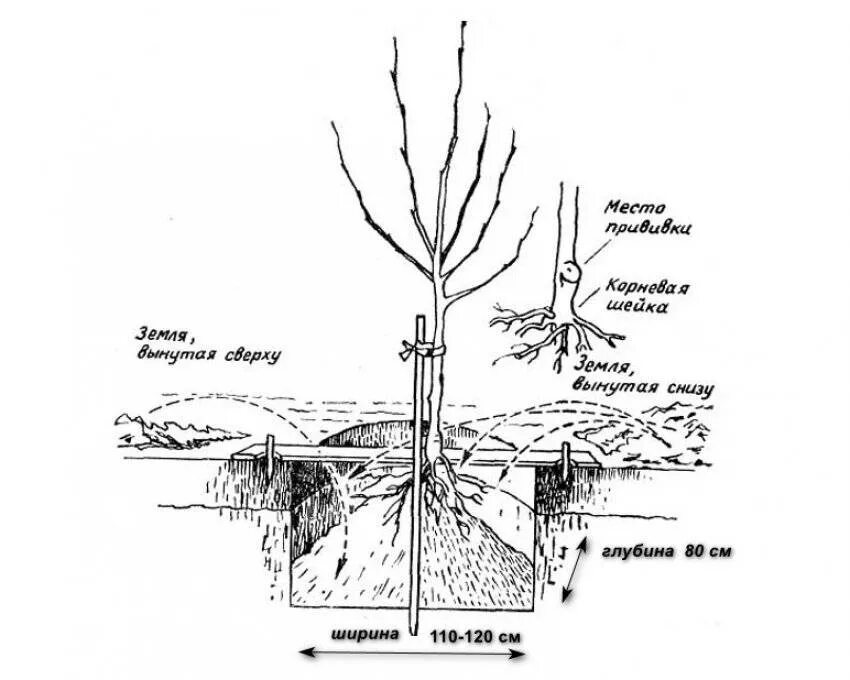 Схема посадки саженцев яблони. Схема посадки саженца яблони. Посадка саженца яблони. Правильная посадка саженцев яблони.