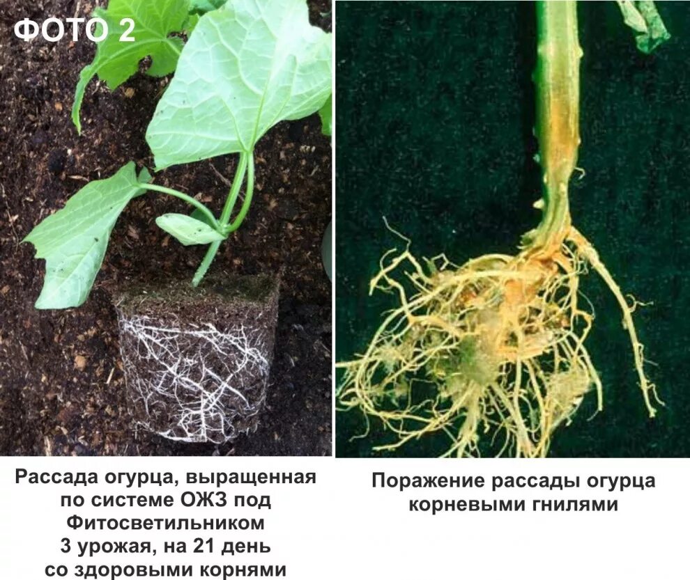 Томаты гниль прикорневая. Рассада томатов корень. Корень томата. Корни огурцов. Корень рассады огурцов