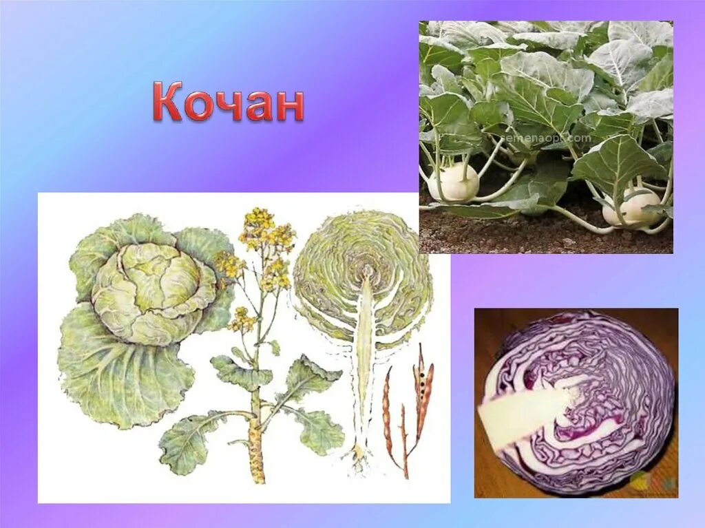 Капустные побег. Видоизменённый побег кочан. капуста видоизмененный побег. кочан это видоизмененный побег. кочан капусты это плод.