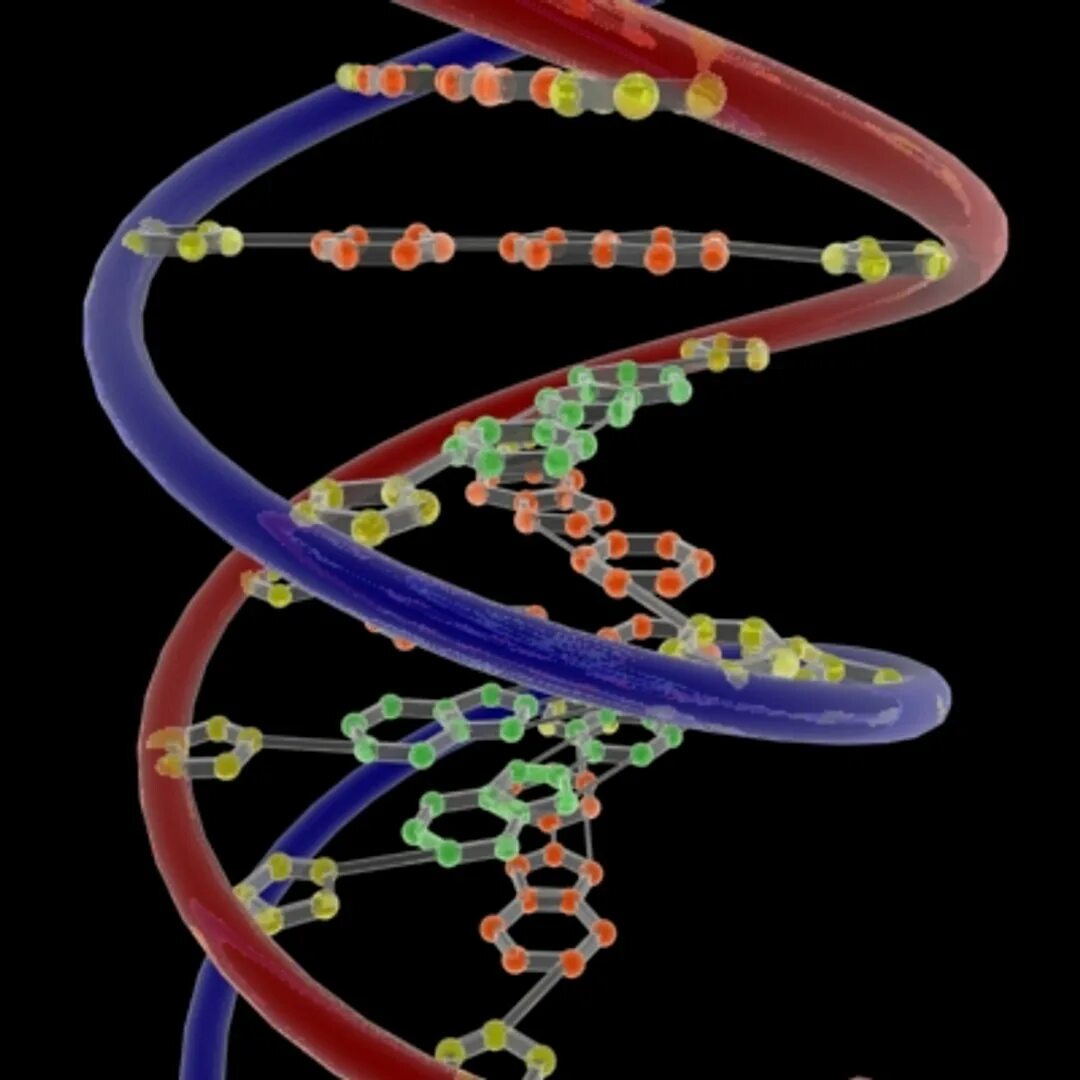 Dna3. DNA 3d. Модель ДНК. Моделирование ДНК.