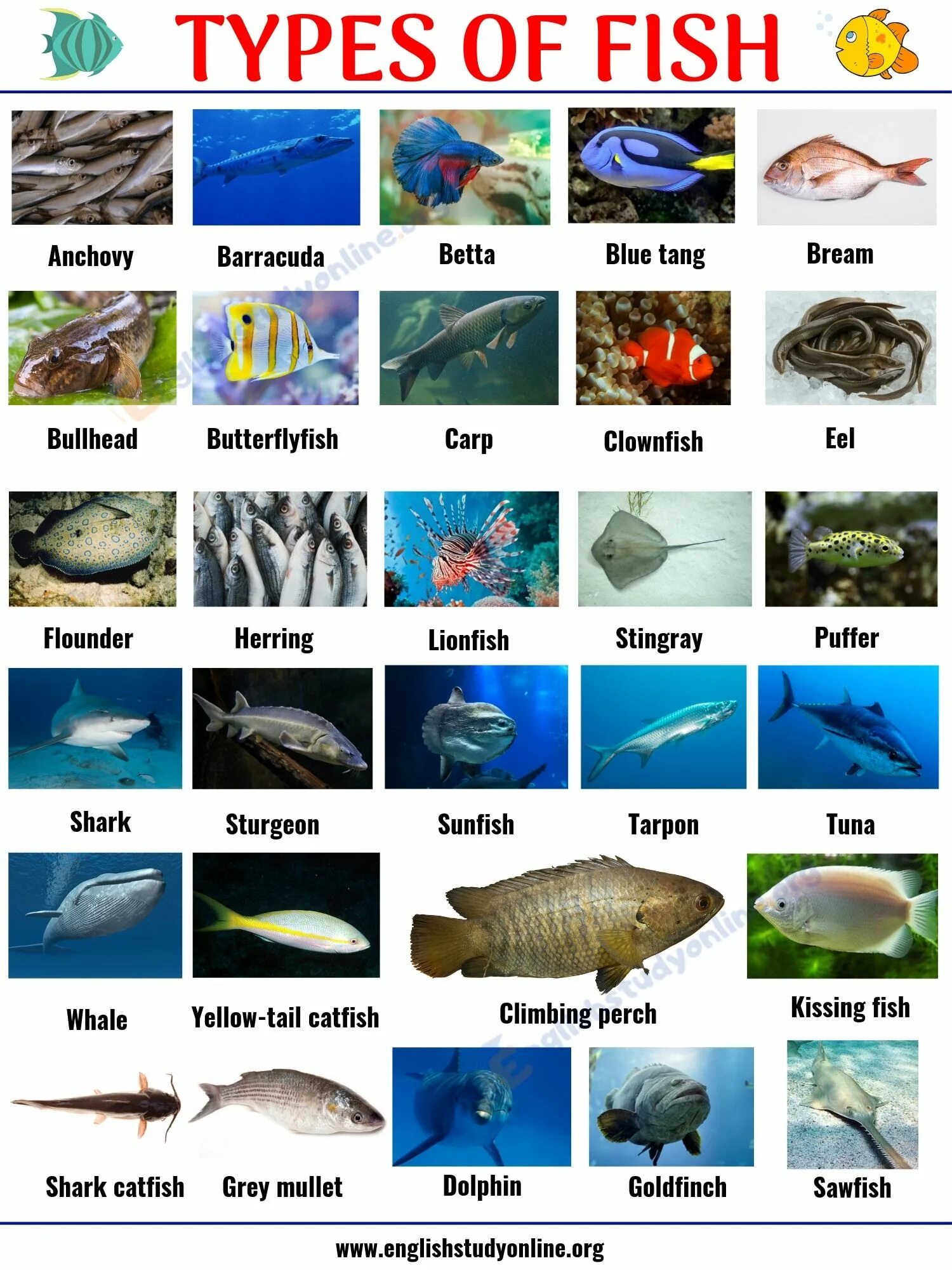 Как будет по английскому морская. Разновидности рыб на английском языке. Рыба на английском языке. Названия рыб по английскому. Названия морских рыб на английском.