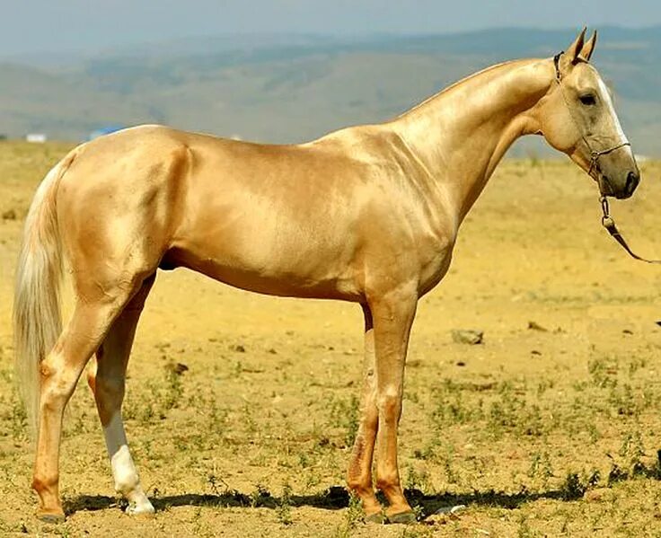 Золотистая масть. Ахалтекинская лошадь. Золотая лошадь ахалтекинской породы. Ахалтекинец лошадь. Порода лошадей ахалтекинец.