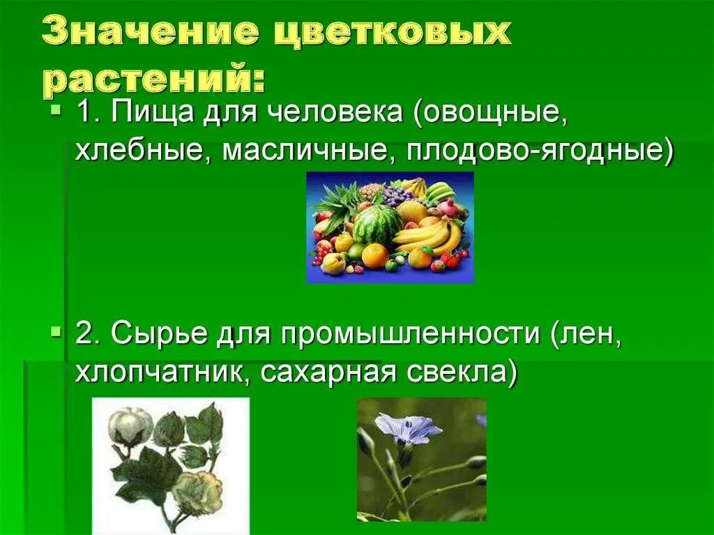 Растений семейство класс отдел