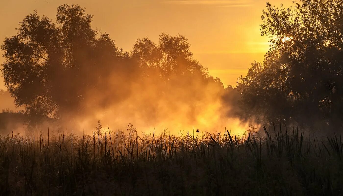 Тучи эстетика. Как избавиться от запаха табака в машине. Золотой лес в тумане. Дым далеко. Nbsplv википедия.