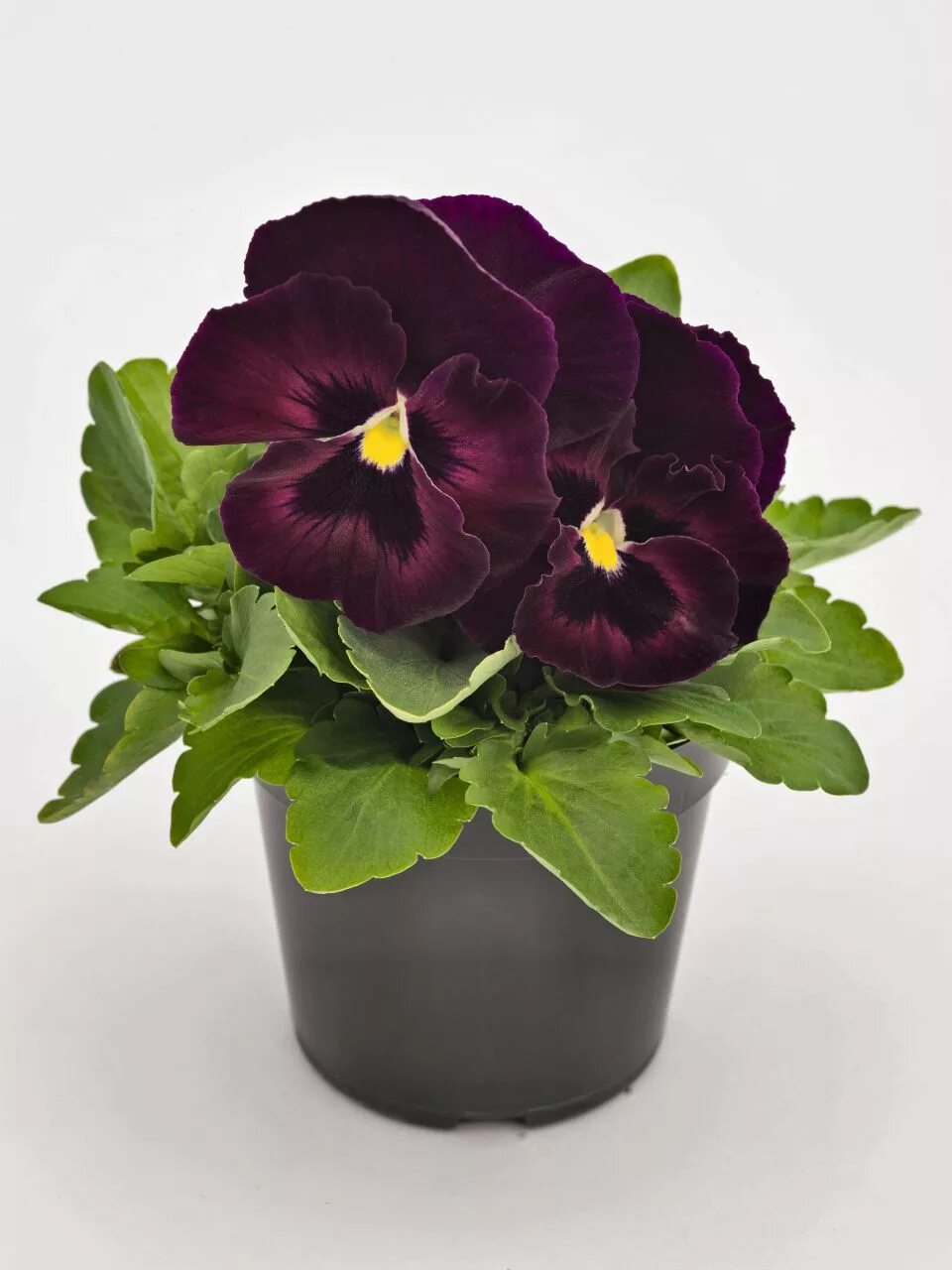 виола рогатая оранж парпл винг. виола логотип. агрофирма виола вегетативные черенки. виола крупноцветковая спринг матрикс блю винг. агровиола интернет магазин профессиональные семена.