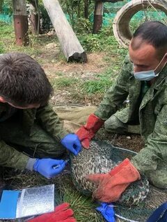 Восстановление животного