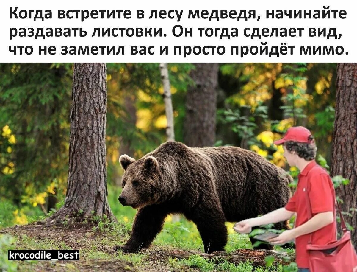 Если встретил медведя в лесу что делать. Бурый медведь в тверской области. бурый медведь центрально лесной заповедник. медведь в лесу. медведь урал.