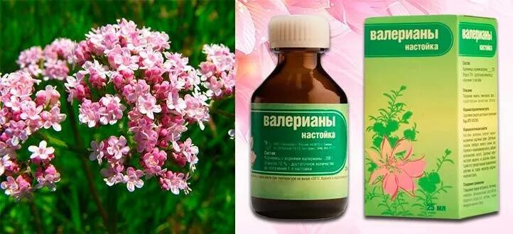 Можно ли валерьянку беременным