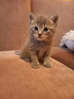 Авито брянск котята в добрые руки
