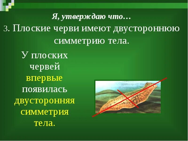 Дождевой червь имеет двустороннюю симметрию тела. Симметрия тела плоских червей. двусторонняя симметрия червей. плоские черви обладают лучевой симметрией. двусторонняя симметрия у плоских червей.