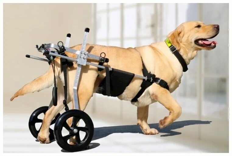 Инвалидная коляска для собак. Коляска для собак инвалидов. Коляска для задних лап собаки. Тележка для собаки инвалида.