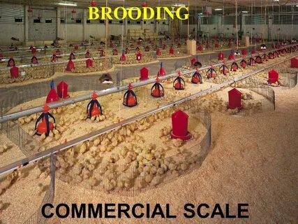 Tosaka chicken farm