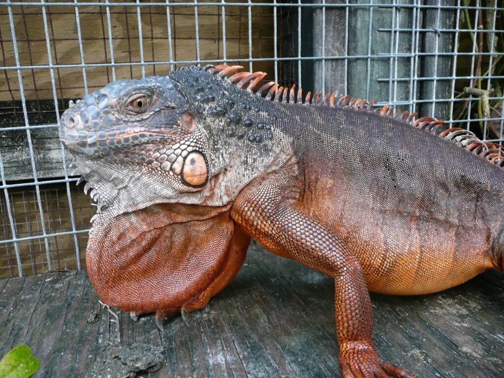 Игуана отзывы. Игуана обыкновенная красная. Фиджеральская игуана. Iguana Iguana Red Morph. Галапагосская розовая игуана.