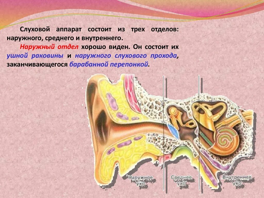 Отдел ушная раковина, наружный слуховой проход, барабанная перепонка. Слуховой аппарат состоит. Наружный слуховой проход. Наружный слуховой проход заканчивается. Барабанная перепонка и раковина