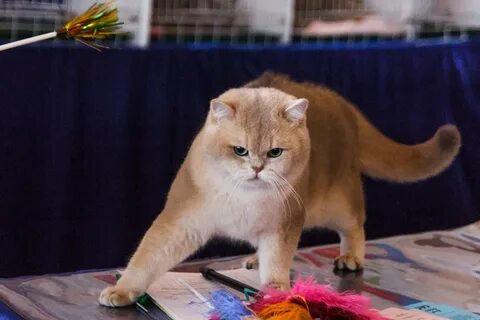 Золотая шиншилла характер породы