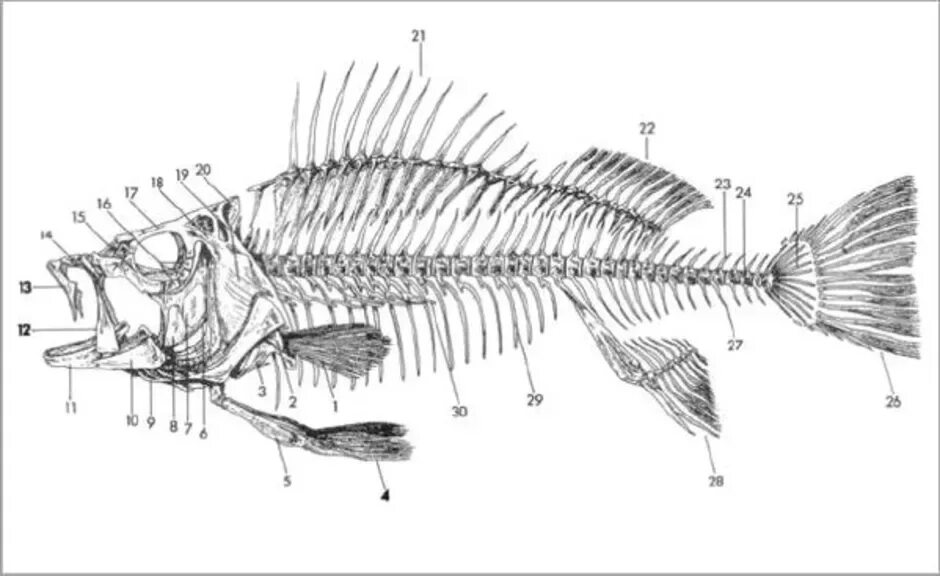 Скелет рыб 7 класс. Осевой скелет окуня. Скелет костной рыбы. Скелет костной рыбы рис 113. Строение скелета костных рыб.