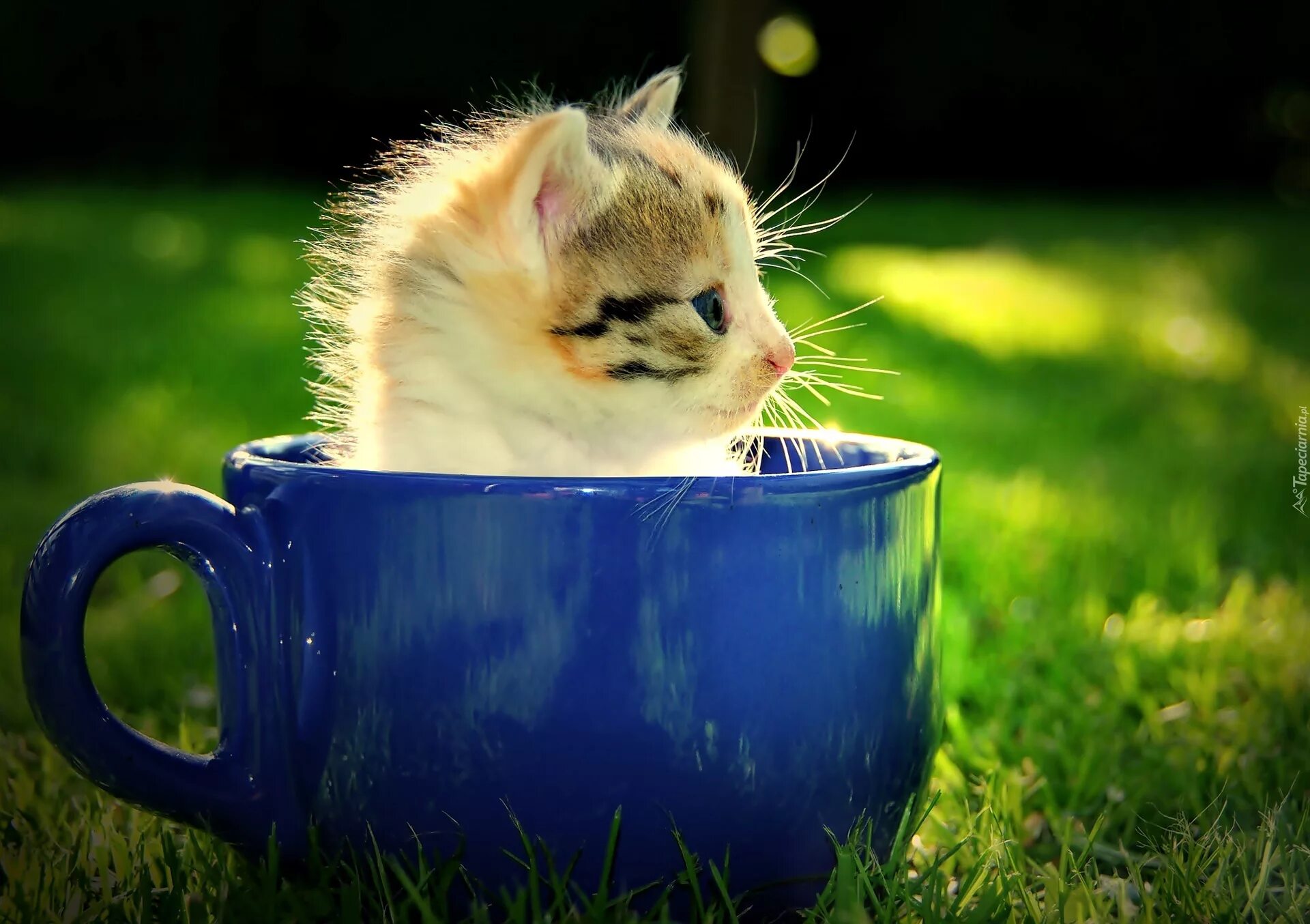 милые котята в чашке. котик в кружечке. кот в чашке. милый котик в кружке. котенок в чашечке.